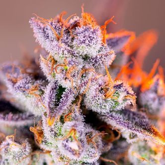 Tropicanna Poison XL Auto (Sweet Seeds) feminiserade cannabisfr&ouml;n