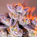 Tropicanna Poison XL Auto (Sweet Seeds) Feminiserade