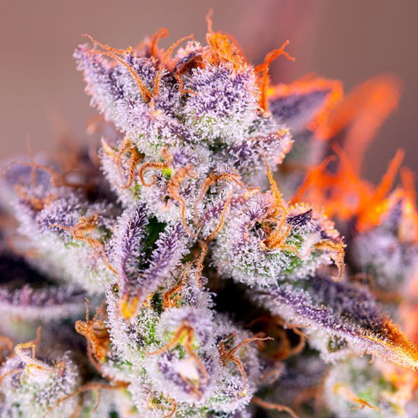 Tropicanna Poison XL Auto (Sweet Seeds) Feminiserade