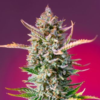 Gorilla Sherbet &ndash; F1 snabbversion (Sweet Seeds) feminiserade cannabisfr&ouml;n