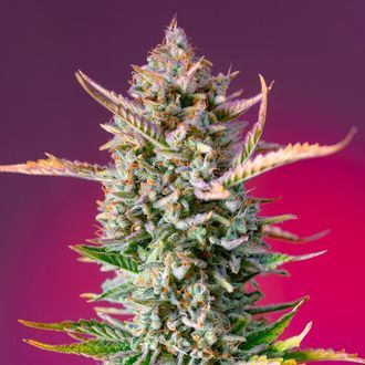 Gorilla Sherbet &ndash; F1 snabbversion (Sweet Seeds) Feminiserade