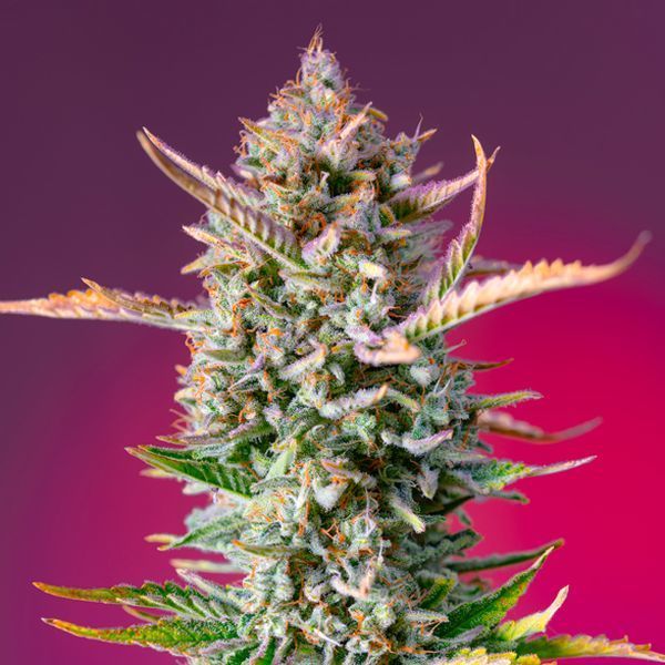 Gorilla Sherbet – F1 snabbversion (Sweet Seeds) Feminiserade