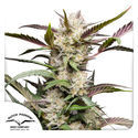 Auto Mimosa Punch (Dutch Passion) Feminiserade