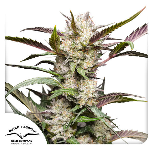 Auto Mimosa Punch (Dutch Passion) Feminiserade