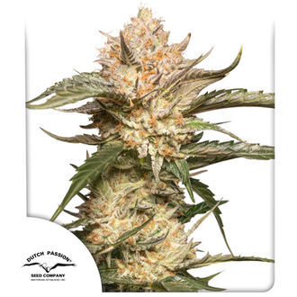 Auto Trichome & Cream (Dutch Passion) Feminiserade