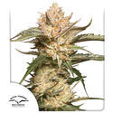Auto Trichome & Cream (Dutch Passion) Feminiserade