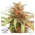 Durban Dew (Dutch Passion) Feminiserade