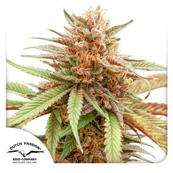 Durban Dew (Dutch Passion) Feminiserade