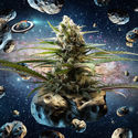 Intergelatic Kush (Kannabia x Zamnesia) Feminiserade