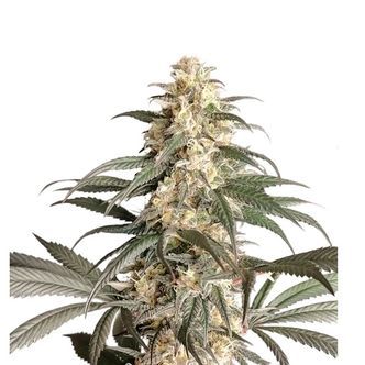 Black Lebanon (Super Sativa Seed Club) feminiserade