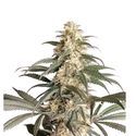 Black Lebanon (Super Sativa Seed Club) Feminiserade