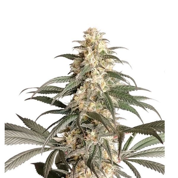 Black Lebanon (Super Sativa Seed Club) Feminiserade