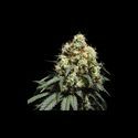 Bruce Lemon Diesel (Super Sativa Seed Club) Feminiserade