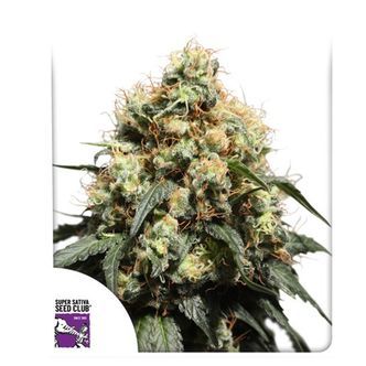 Bruce Lemon Diesel (Super Sativa Seed Club) feminiserade cannabisfr&ouml;n