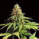 Hellfire OG (Kannabia) Feminiserade