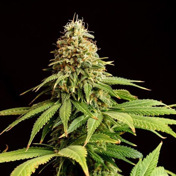 Hellfire OG (Kannabia) Feminiserade
