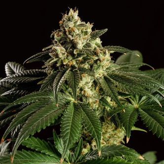 Dream Sherbet (Kannabia) feminiserade cannabisfr&ouml;n