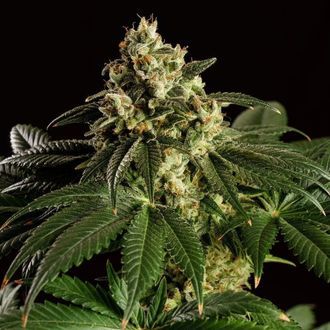Dream Sherbet (Kannabia) Feminiserade