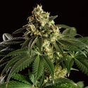 Dream Sherbet (Kannabia) Feminiserade