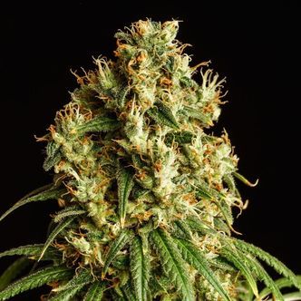 Mimosa Dream (Kannabia) feminiserade cannabisfr&ouml;n