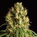 Mimosa Dream (Kannabia) Feminiserade