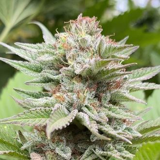 Strawberry Haze Auto (Kannabia) Feminiserade