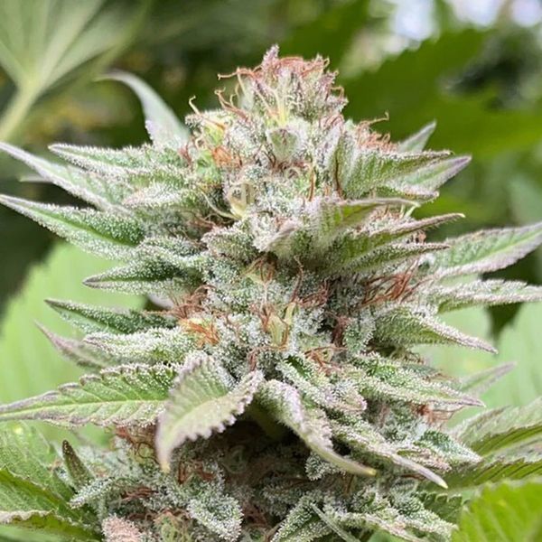 Strawberry Haze Auto (Kannabia) Feminiserade