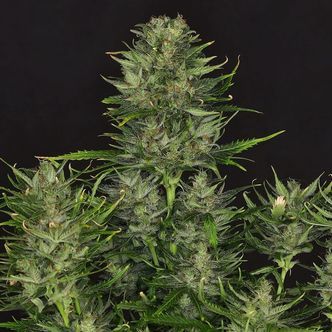Dosidos Auto (Kannabia) feminiserade cannabisfr&ouml;n