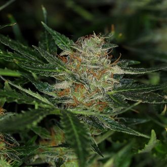 Dream Sherbet Auto (Kannabia) Feminiserade