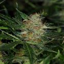 Dream Sherbet Auto (Kannabia) Feminiserade