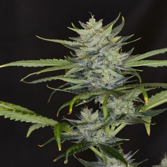 Gorilla King Auto (Kannabia) Feminiserade