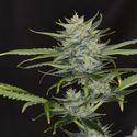 Gorilla King Auto (Kannabia) Feminiserade