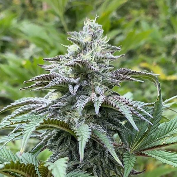 Zkit Kandy Dream Auto (Kannabia) Feminiserade