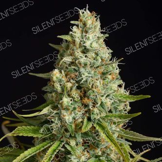 Amnesia Lemon (Silent Seeds) feminiserade cannabisfr&ouml;n