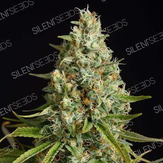 Amnesia Lemon (Silent Seeds) Feminiserade