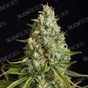 Amnesia Lemon (Silent Seeds) Feminiserade