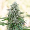 Critical Mango (Silent Seeds) Feminiserade