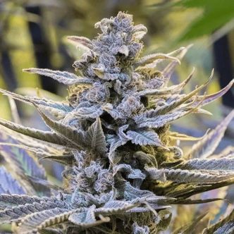 Cookielato (Silent Seeds) feminiserade cannabisfr&ouml;n