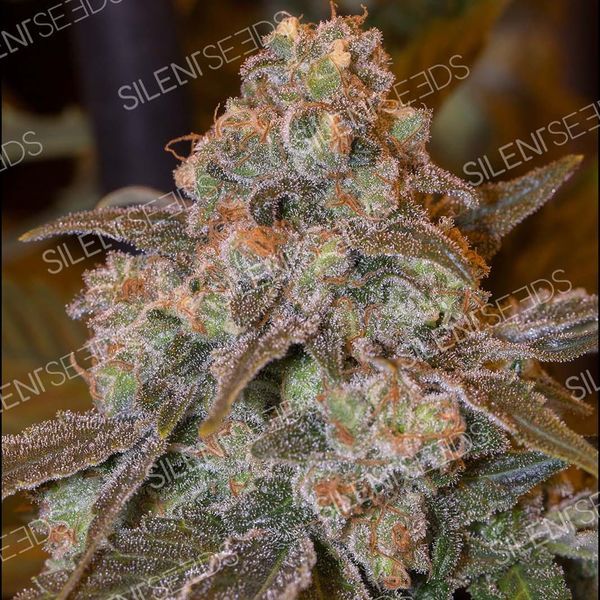 Gorilla Frost (Silent Seeds) Feminiserade