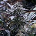 Grape Juice (Silent Seeds) Feminiserade