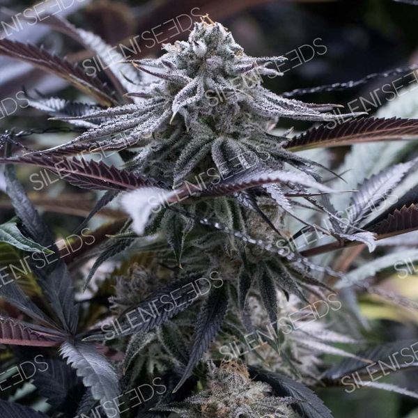 Grape Juice (Silent Seeds) Feminiserade