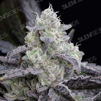 LA Vanilla Cake (Silent Seeds) feminiserade cannabisfr&ouml;n