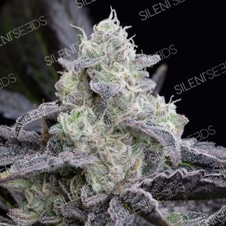 LA Vanilla Cake (Silent Seeds) Feminiserade