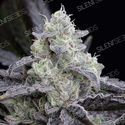 LA Vanilla Cake (Silent Seeds) Feminiserade