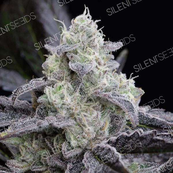 LA Vanilla Cake (Silent Seeds) Feminiserade