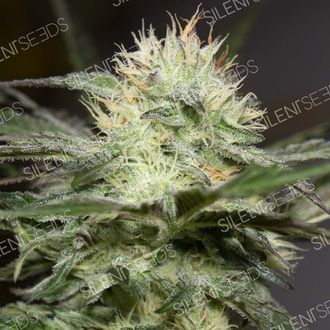 Lemon Sorbet (Silent Seeds) Feminiserade