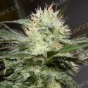 Lemon Sorbet (Silent Seeds) Feminiserade