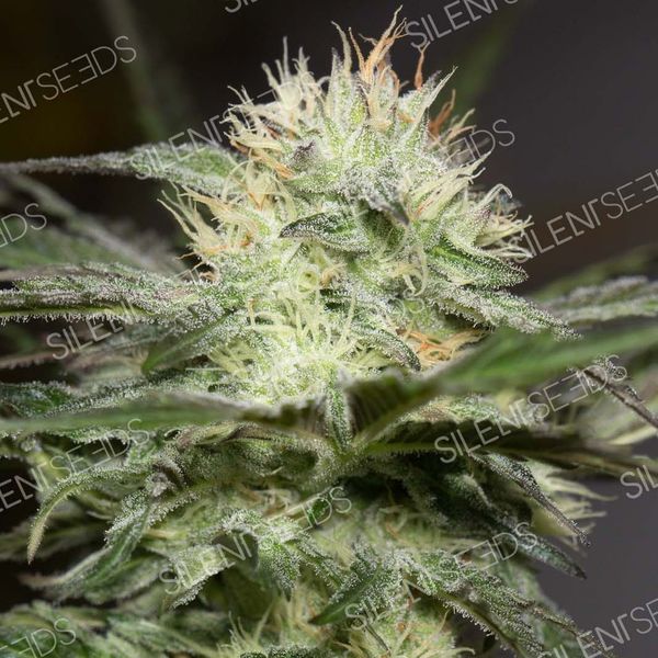 Lemon Sorbet (Silent Seeds) Feminiserade