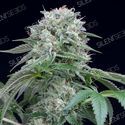 Starfire OG (Silent Seeds) Feminiserade