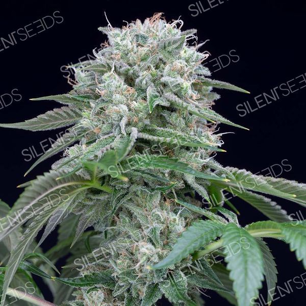 Starfire OG (Silent Seeds) Feminiserade